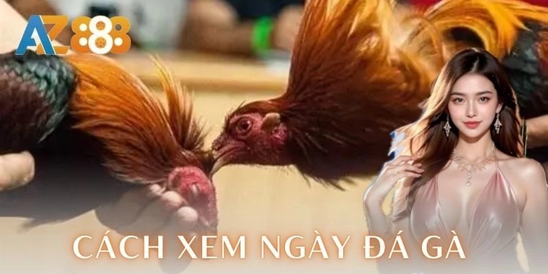 Cách xem ngày đá gà chuẩn để chiến kê thắng kịch trần