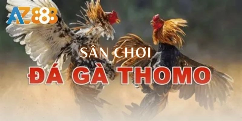 Trải nghiệm sân chơi đá gà thomo đỉnh cao kịch trần